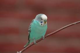 Colorful parakeet birds land on a hand held stick covered in peanut butter and seeds. Blue Parakeets 5 Step Complete Care And Color Mutation Guide Exopetguides
