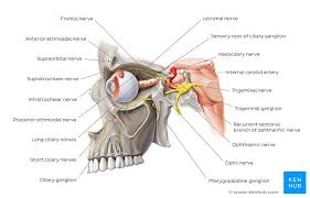 Trigeminal Nerve Cn V Anatomy Function And Branches Kenhub