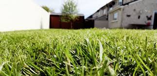 Aerating your lawn can often help you make sure that the grass is getting enough nutrients and can help protect your lawn from lawn aeration guide: 2021 Average Lawn Aeration Cost Cost Factors And Benefits