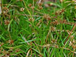 Image result for Juncus exsertus