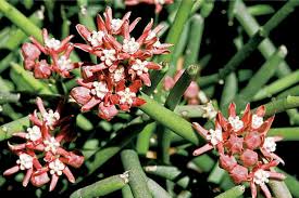 Image result for Stomatostemma