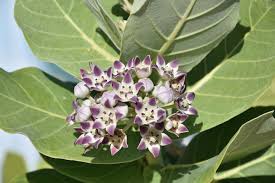 Image result for Metteniusaceae