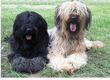 Between french braids on short hair, short box braids, short crochet braids, and more, the possibilities are pretty much endless. Briard Simple English Wikipedia The Free Encyclopedia