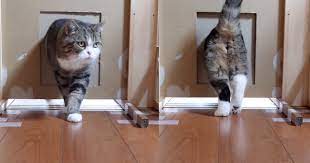 Doorways is a proposed science fiction series from writer george r. Two Determined Cats Attempt To Pass Through Increasingly Smaller Cardboard Holes In The Doorway
