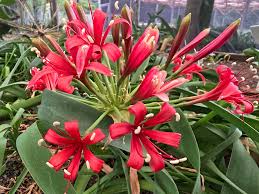 Image result for Ammocharis