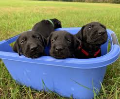 Sensitive Stomach Dog Food What Is The Best Dog Food For Sensitive Stomach Dogdogs