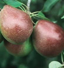 Image result for Pycreus pauper