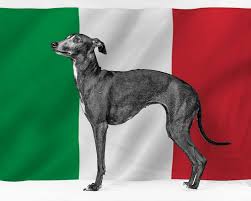 He is a member of the dog writers association of america, holds two degrees and has studied applied. 85 Italian Dog Names That Are Bellissimo My Dog S Name