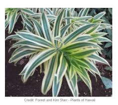 The scientific name for the dragon plant is dracaena reflexa var. Dracaena Song Of India Plant Dracaena Reflexa
