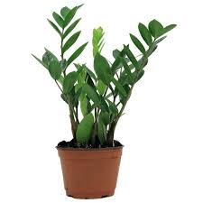 All indoor plants can be shipped to you at home. The 7 Best Places To Buy Plants Online