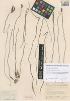 Image result for Aponogeton junceus