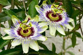 We did not find results for: Growing Flowering Vines Indoors Thriftyfun