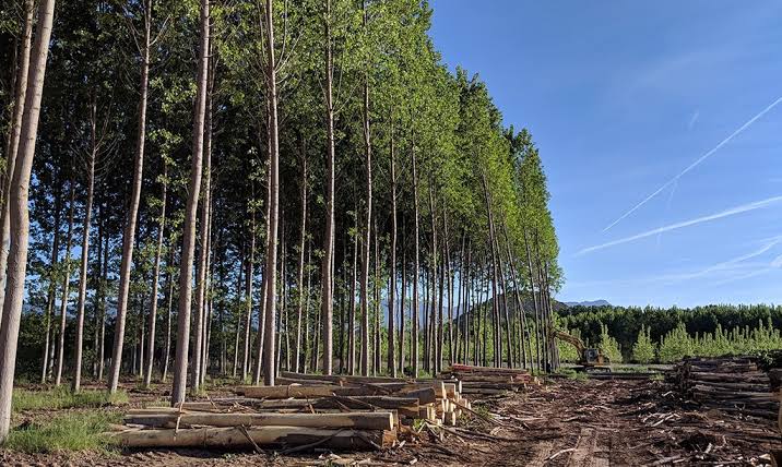 La madera es clave para una economía sostenible - Propopulus