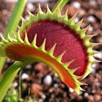 Attrape Mouches 1x Hauteur De Livraison 10 15 Cm Pot De O 8 5 Cm Carnivorous Plants Easy Care Plants Plants