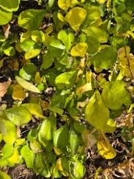Image result for Commiphora africana