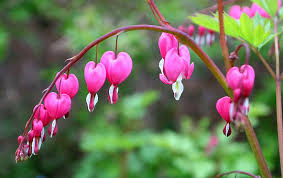 Once the leaves turn yellow, cut stems to the ground in summer (for d. Cutting Back Bleeding Heart After It Has Bloomed Won T Hurt It Next Year Lifestyles Salemnews Com