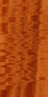 Image result for Nesogordonia