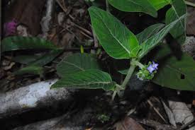 Image result for Hyptis lanceolata