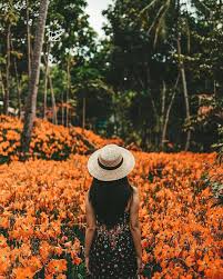 Musim bunga amarilis kebun bunga amarilis patuk gunungkidul. Harga Tiket Masuk Taman Bunga Amarilis Gunung Kidul Jogja Wisatainfo