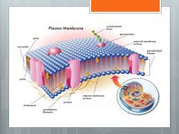 Education chart of biology for animal and plant cell diagram. 1 2 Cell Transportation Ppt Download