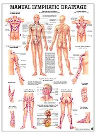 lymphatic drainage laminated anatomy chart