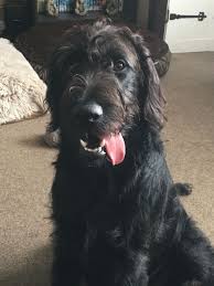 F1 Labradoodle Labradoodle Labradoodle Puppy F1 Labradoodle