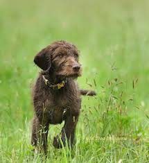 Pudelpointer breeders & kennels | pudelpointers for sale. Home Panamerican Pudelpointers