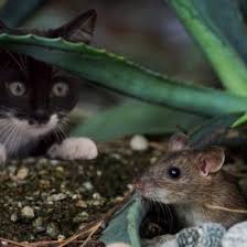 Has your cat ever caught a mouse or rat? Why Do Cats Leave Kidneys When Eating A Mouse My Animal Trivia