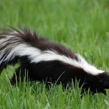 According to chemistry of skunk sprayby william f. How To Get Rid Of Skunk Smell On Your Dog House Of Hawthornes