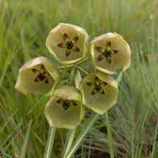 Image result for Pachycarpus