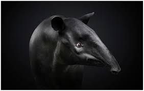 Contribute to softwaremill/tapir development by creating an account on github. Tapir Https Ralphhargarten De