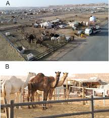 The name of the contest, which gathers thousands of the iconic desert animals near riyadh, refers to the creation of the kingdom of saudi arabia by king abdulaziz. Riyadh New Camel Market In Ksa Photographs Were Taken From A Drone A Download Scientific Diagram