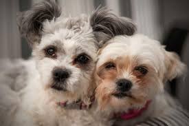 The below shih tzu haircuts can help you decide what cut you want to give to your puppy. Adorable Shih Tzu Grooming Styles Lovetoknow