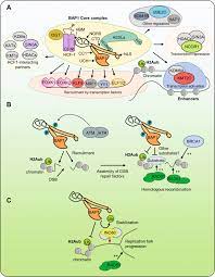 Germline bap1 mutation has been associated with early onset and less. Roles And Mechanisms Of Bap1 Deubiquitinase In Tumor Suppression Cell Death Differentiation
