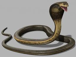 Pin By Danny Gallegos On 3d Models King Cobra Snake 3d Model Snake