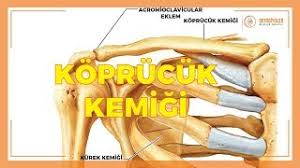 Özellikle kişinin uzun süre hareket etmeden aynı pozisyonda oturması … Kurek Kemigi Agrisi Neden Olur Medikal Rehber 2021