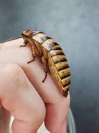 I swear these are the puppies of the insect world. Halloween Hissing Roaches Are Now In Reigning Reptiles Facebook