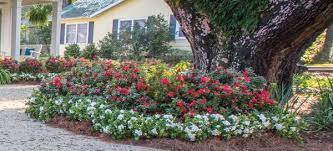 Encore Azalea S Sunny Disposition Exposure Guide Encore Azalea Azaleas Landscaping Azaleas Garden Azaleas