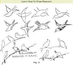 Great Ideas For Drawing Animals Animal Drawings Bird Drawings Art