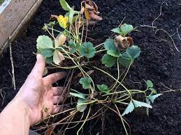 Strawberries do best when planted in the ground, but they can thrive incredibly well in pots, too! How To Transplant Strawberries Diy Danielle
