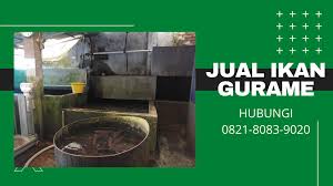 Gurame fillet gurame cenghar gurame bakar kecap gurame bakar bumbu kacang gurame goreng gurame saus tiram gurame saus padang gurame bumbu cobek gurame bakar madu gurame asam manis gurame sop. Supplier Ikan Gurame Tangerang Home Facebook