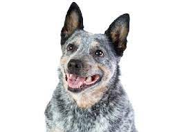 Australian Cattle Dog Dog Breed Information Facts Lifespan