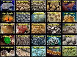 Coral Types And How To Recognize Them Similan Islands Corals Coral Aquarium Saltwater Fish Tanks Salt Water Fish