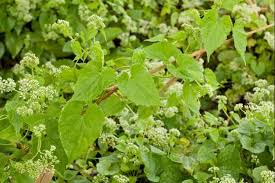 Image result for Aidia micrantha