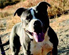 Pit Bulls And Parolees