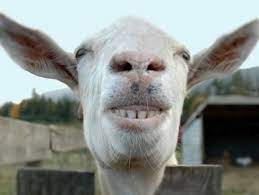 Delete Smiling Animals Funny Animals Funny Animal Faces