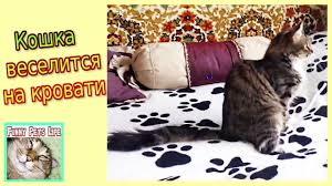 ozornaya i igrivaya koshka kusachka koshka besitsya na krovati funny animals pets backrest pillow