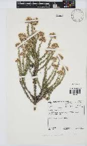 Image result for Pegolettia retrofracta