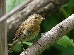 We did not find results for: Zaryanka Erithacus Rubecula Pticy Evropejskoj Rossii