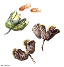 Image result for Duosperma fimbriatum